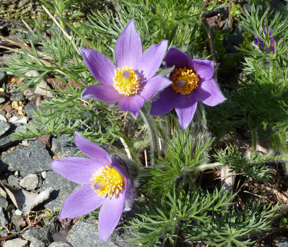 Pulsatilla vulgaris photo
